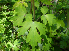 Aquilegia dumeticola