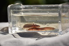 Necturus mounti
