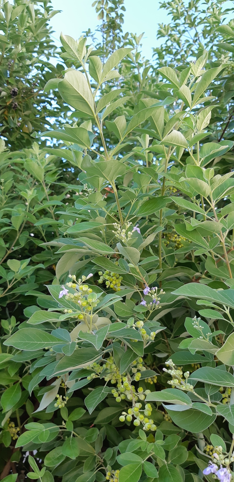 Vitex divaricata