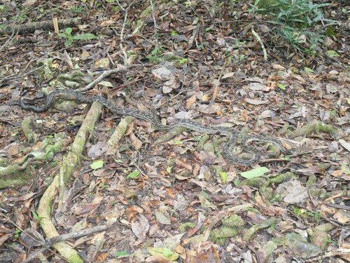 Australian Scrub Python sighting