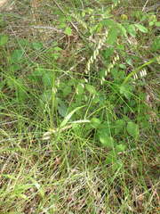 Melica mutica