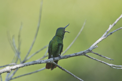 Fiery-Tailed Awlbill photo 5