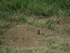 Ctenomys