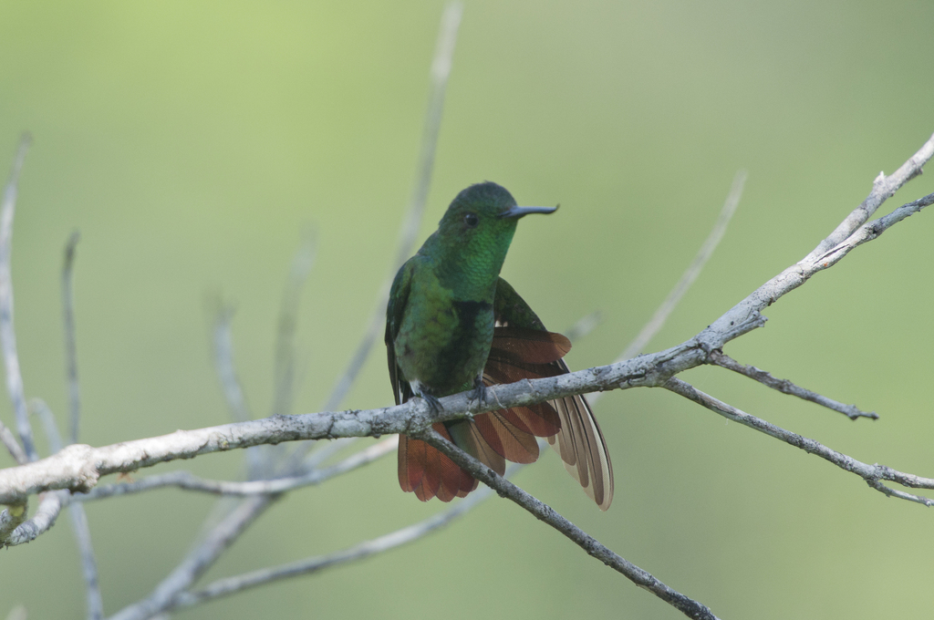 Fiery-tailed Awlbill photo