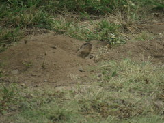 Ctenomys