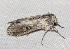 Cucullia antipoda