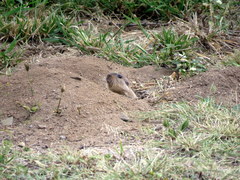 Ctenomys