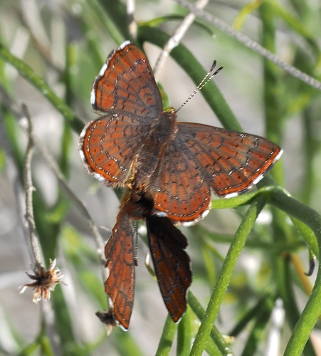 Calephelis wrighti