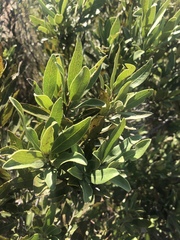 Euclea natalensis angustifolia