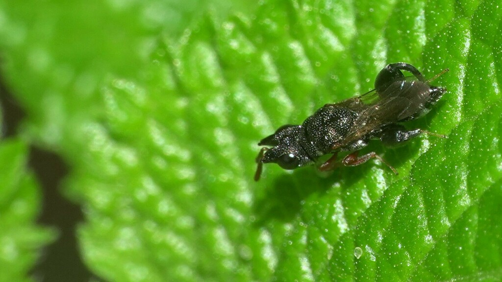 Dihras Animal Dirhinus anthracia from Dharavi, Mumbai, Maharashtra, India on March 29 ...