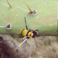 Chauliognathus nigrocinctus