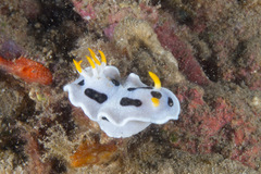Chromodoris alcalai