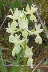 Orchis provincialis