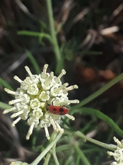 Pelonides quadrinotata