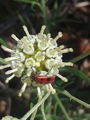 Pelonides quadrinotata