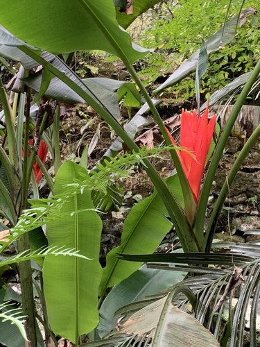 Foto de Bananeira-vermelha