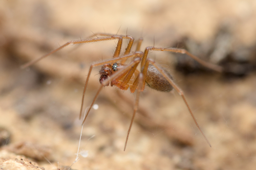 Pallid Ground-Weaver