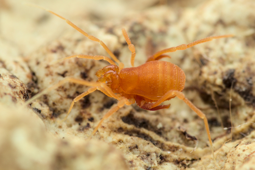 Scotolemon doriae