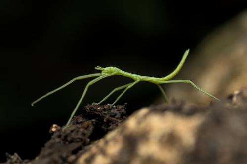 French stick insect photo 2