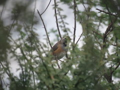 Saltatricula multicolor