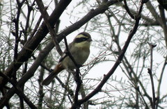 Microspingus torquatus