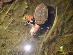Dytiscus verticalis
