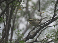 Microspingus torquatus