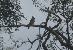 Lophospingus pusillus