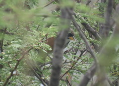 Saltatricula multicolor