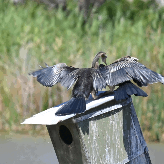 Australasian Darter (Anhinga novaehollandiae)