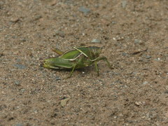 Staleochlora viridicata