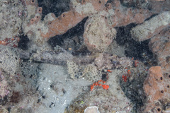 Cymbacephalus beauforti