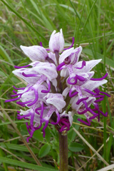 Orchis simia