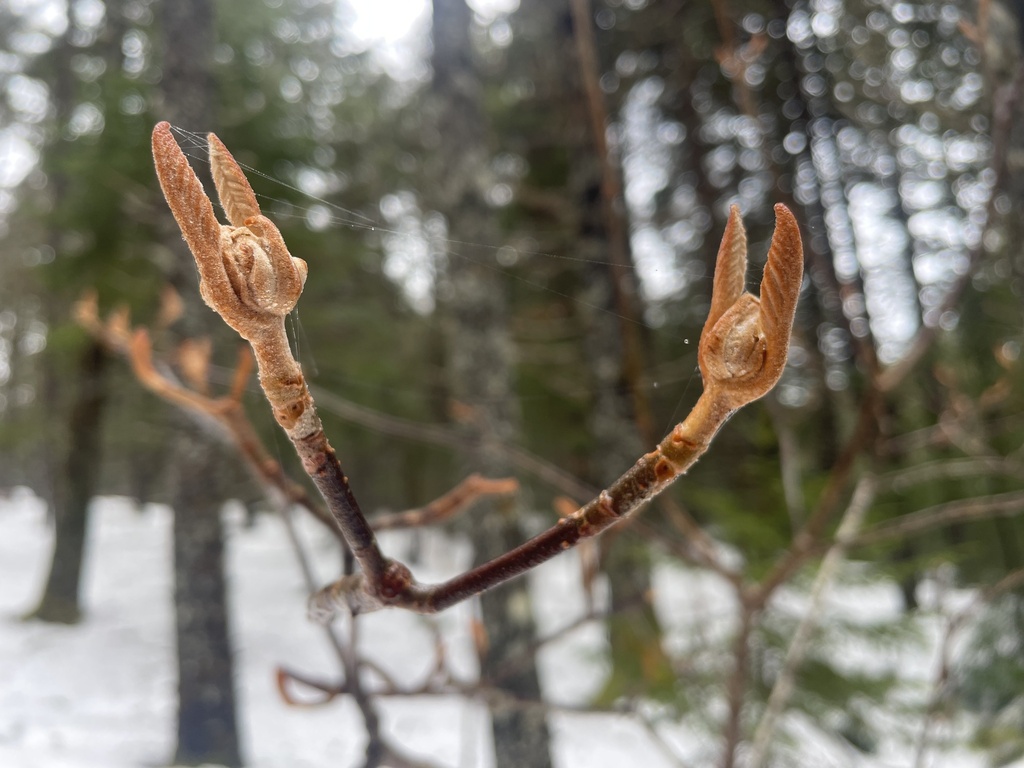 Hobblebush From Lunenburg Ns Ca On February At Am By