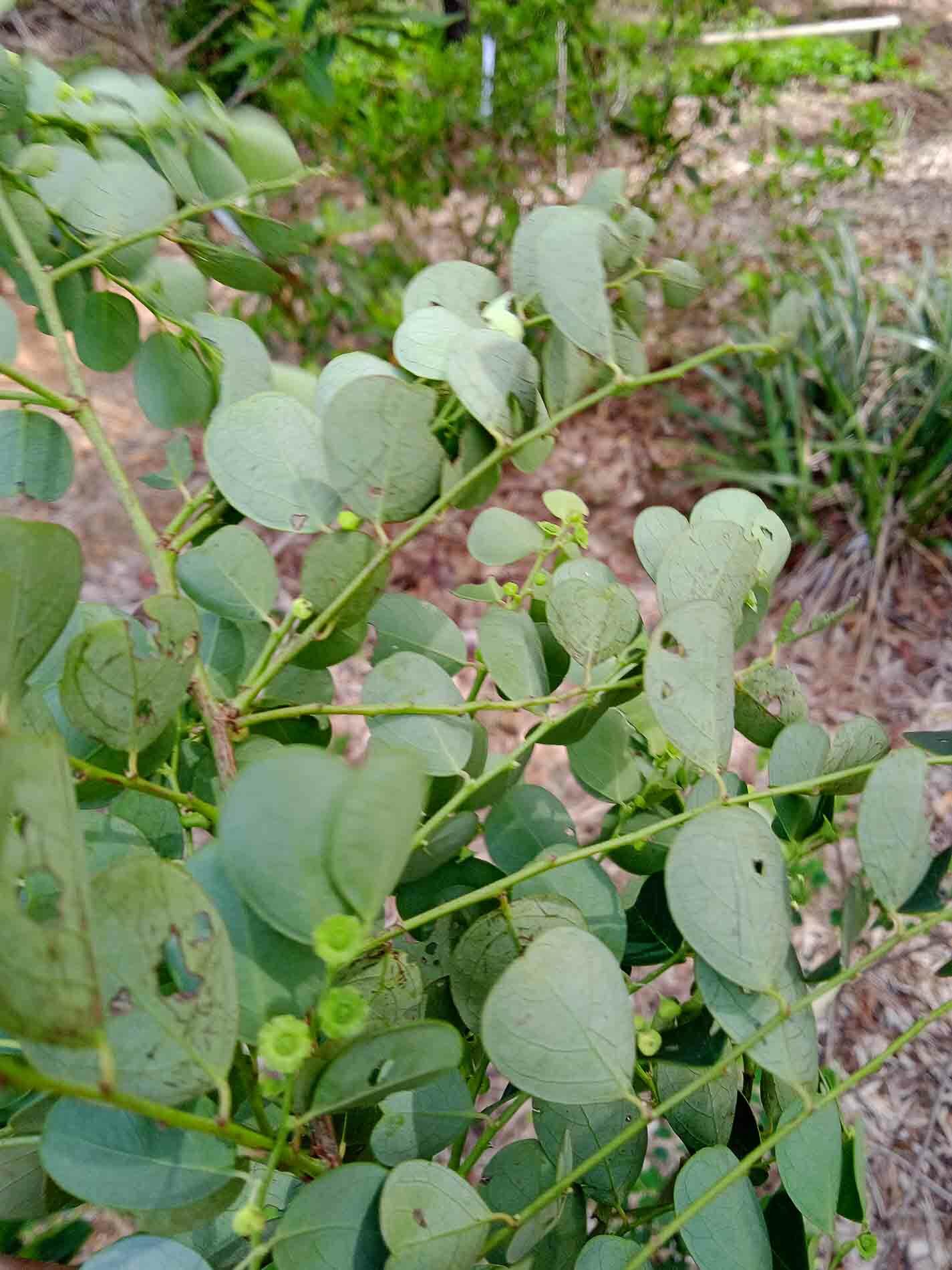 Imagem de Planta-fita