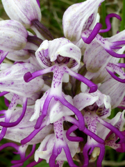 Orchis simia