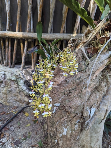 Image of Epidendrum stamfordianum by (c) Blake Ross, some rights reserved (CC BY)