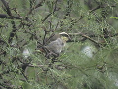 Microspingus torquatus