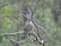 Rhynchospiza strigiceps