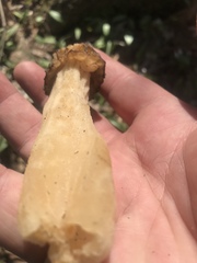 Morchella punctipes