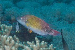 Oxycheilinus celebicus