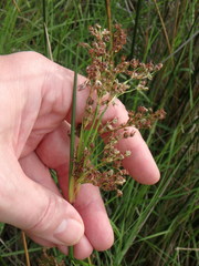 Juncus roemerianus