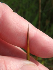Juncus roemerianus
