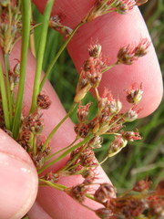 Juncus roemerianus