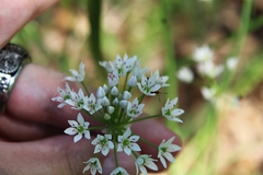 Allium fraseri