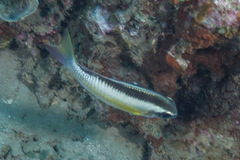 Scolopsis margaritifera
