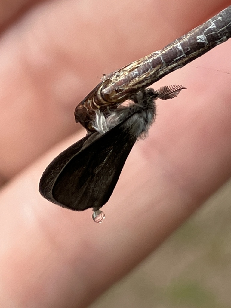 Acanthoecia larminati