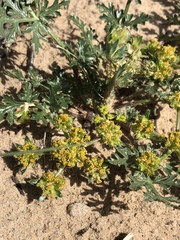 Cymopterus glomeratus