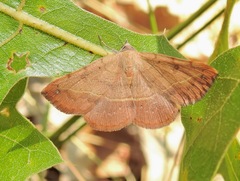 Hemeroplanis scopulepes