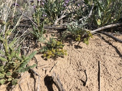 Cymopterus glomeratus